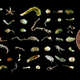 Illustration for article titled The ocean floor is like a rainforest where feces and dead animals rain from the sky